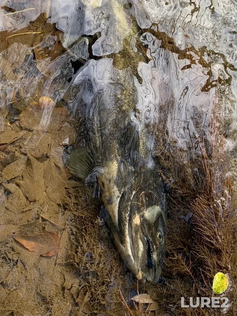 Chinook salmon — Credit River, Oct 26, 2024, 11:36 AM