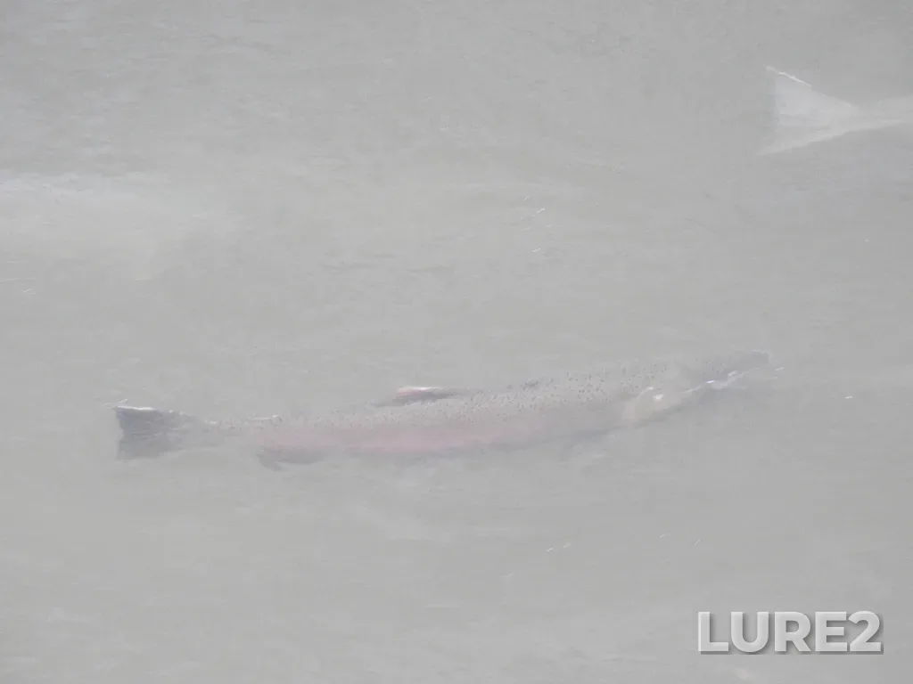 Coho salmon — Capilano River, Oct 31, 2024, 2:17 PM