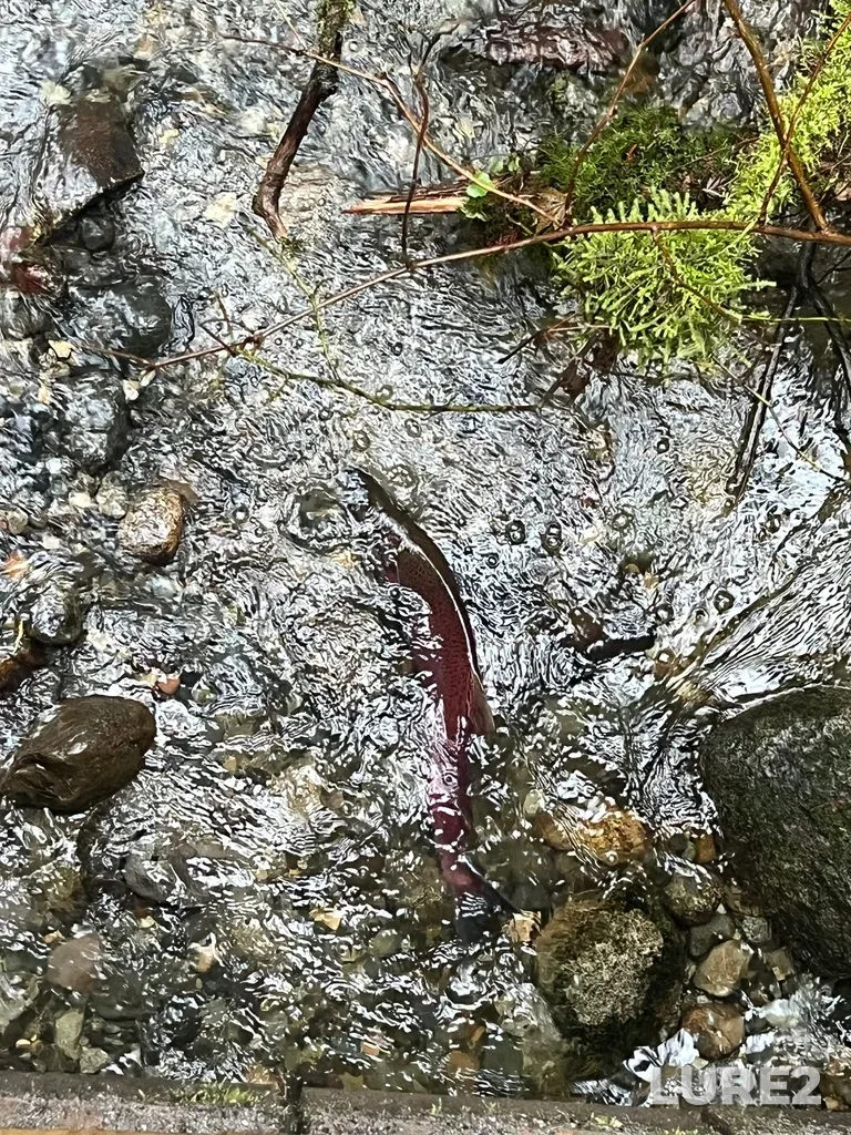Coho salmon — Serpentine River, Nov 02, 2024, 1:33 PM
