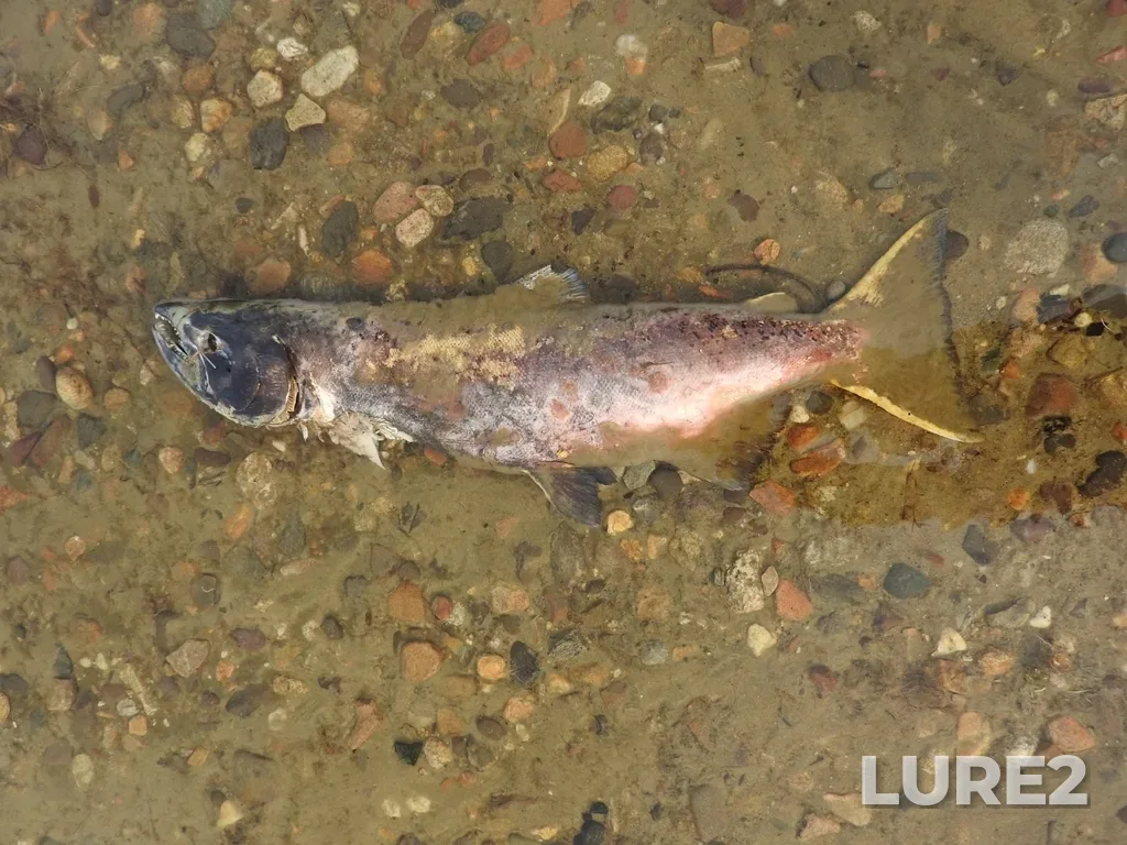 Chinook salmon — Little Shuswap Lake, Nov 02, 2024, 3:58 PM