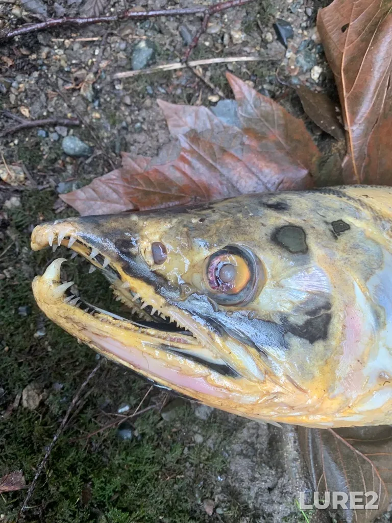 Chum salmon — Ladysmith Harbour, Nov 03, 2024, 12:34 PM