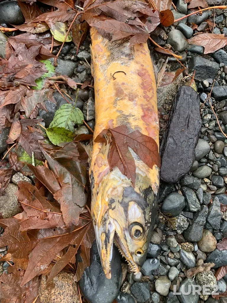 Chum salmon — Ladysmith Harbour, Nov 03, 2024, 12:57 PM