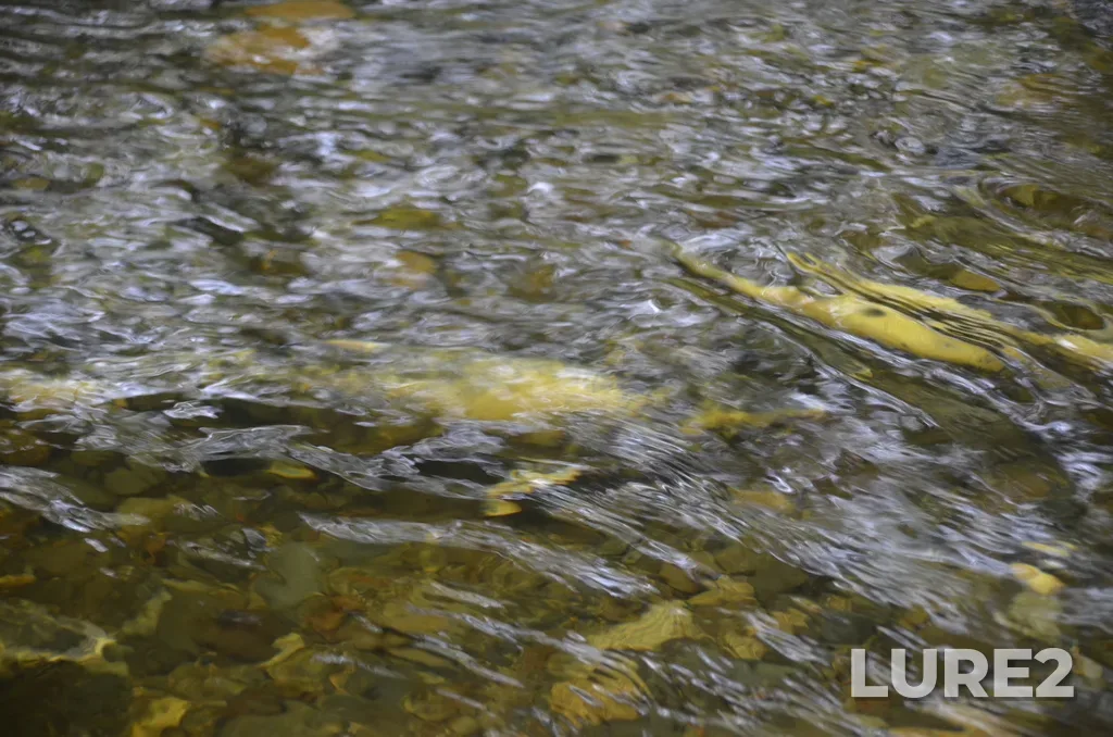 Chum salmon — Ladysmith Harbour, Nov 3, 2024