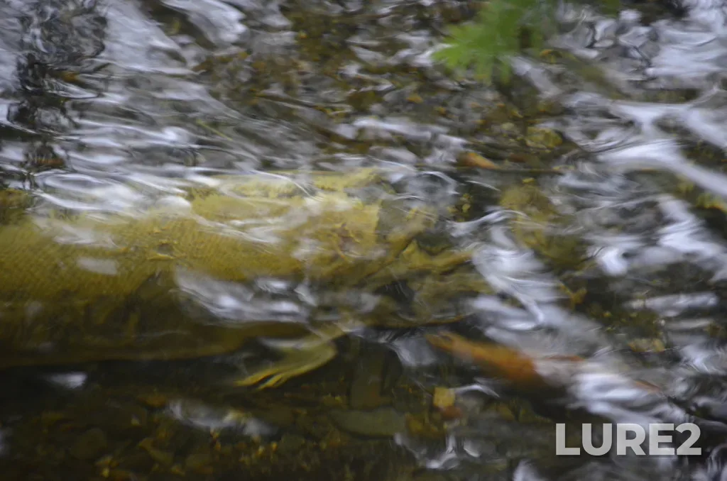 Chum salmon — Ladysmith Harbour, Nov 03, 2024, 1:41 PM