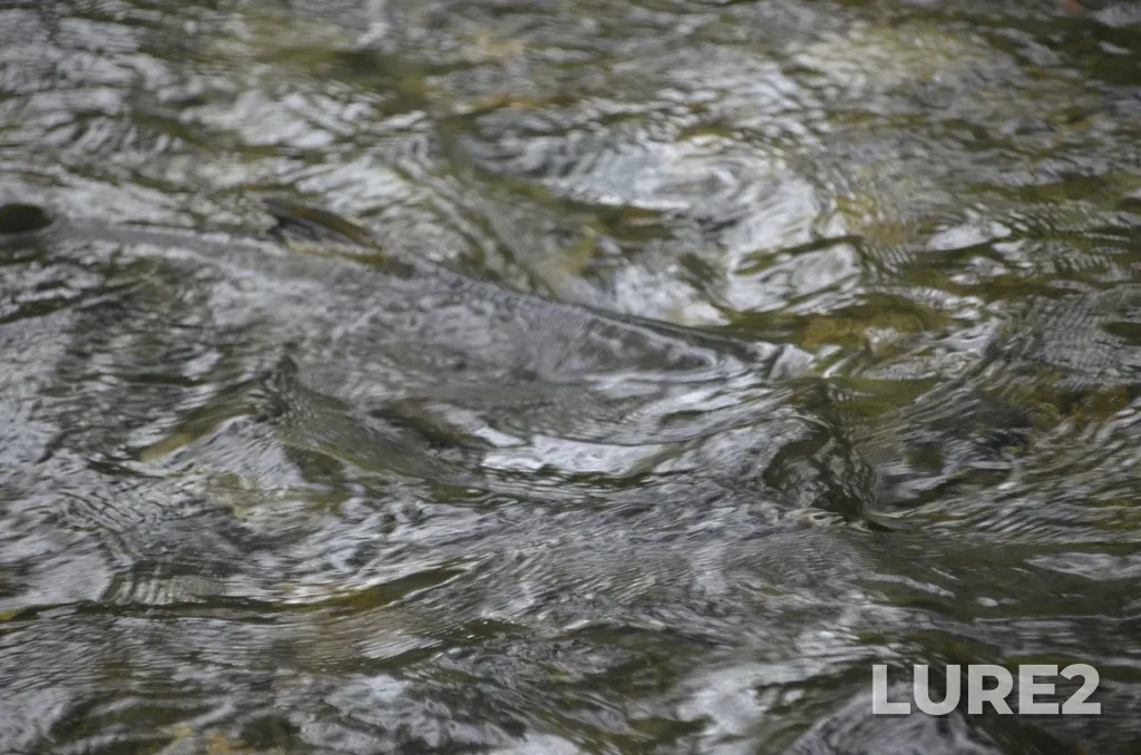 Chum salmon — Ladysmith Harbour, Nov 03, 2024, 1:42 PM