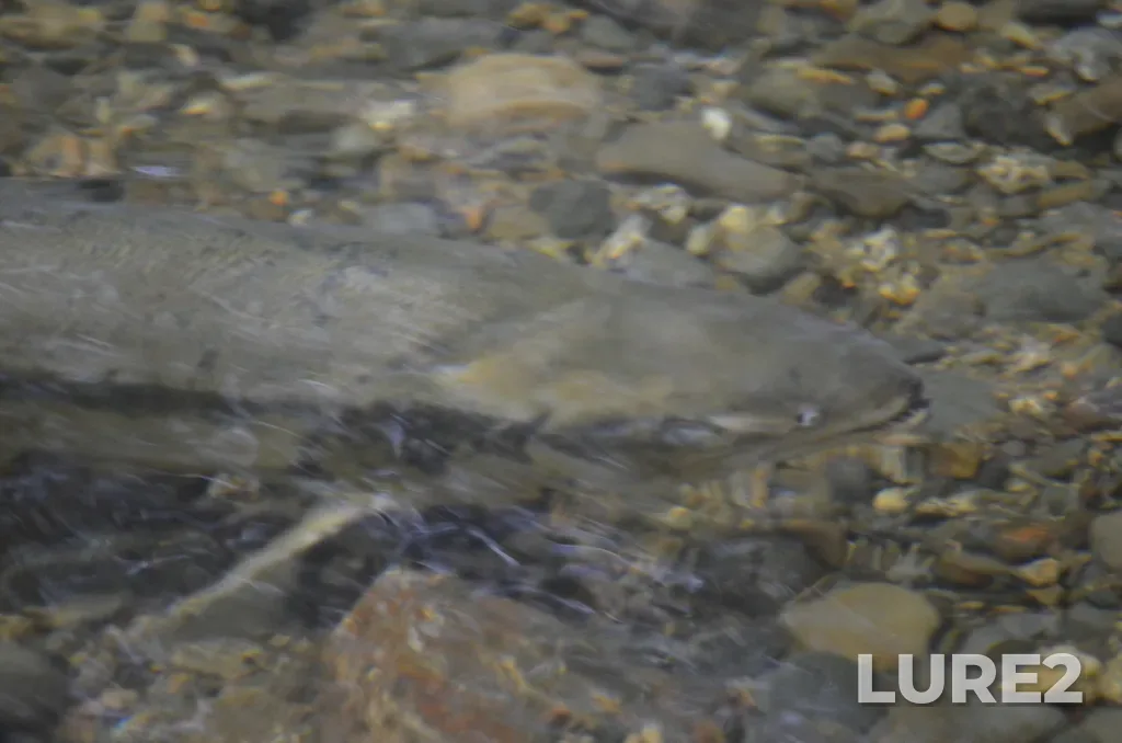 Chum salmon — Ladysmith Harbour, Nov 03, 2024, 1:46 PM