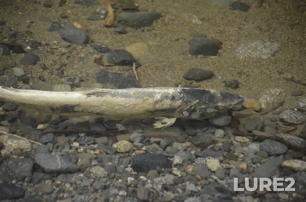 Chum salmon — Ladysmith Harbour, Nov 03, 2024, 1:46 PM