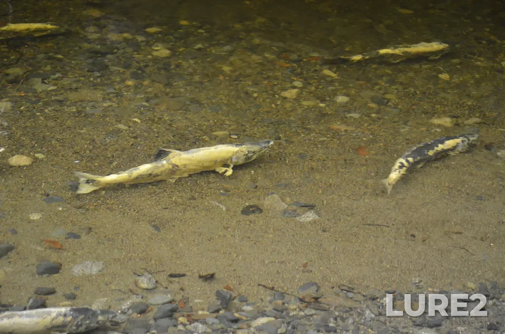 Chum salmon — Ladysmith Harbour, Nov 03, 2024, 1:46 PM