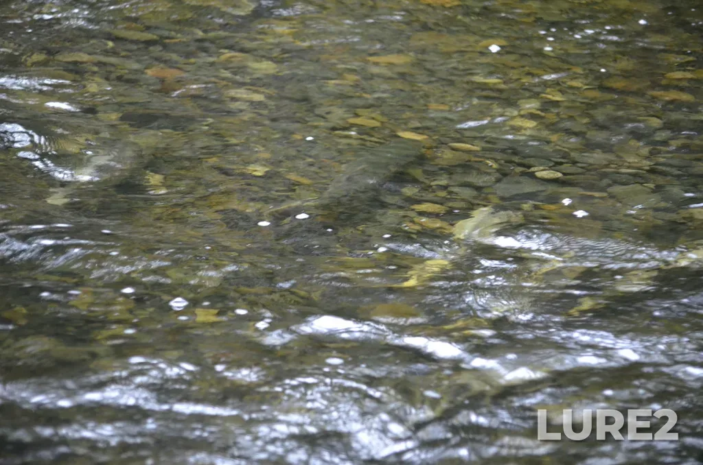 Chum salmon — Ladysmith Harbour, Nov 03, 2024, 1:47 PM