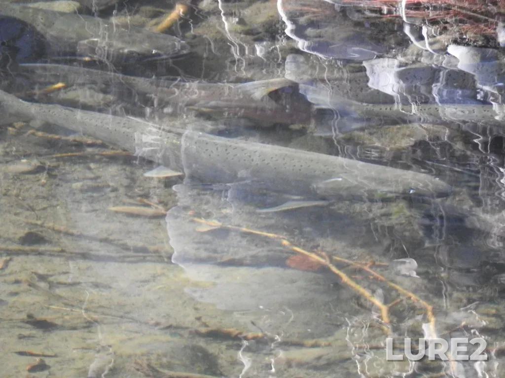 Coho salmon — Thompson River, Nov 03, 2024, 3:07 PM
