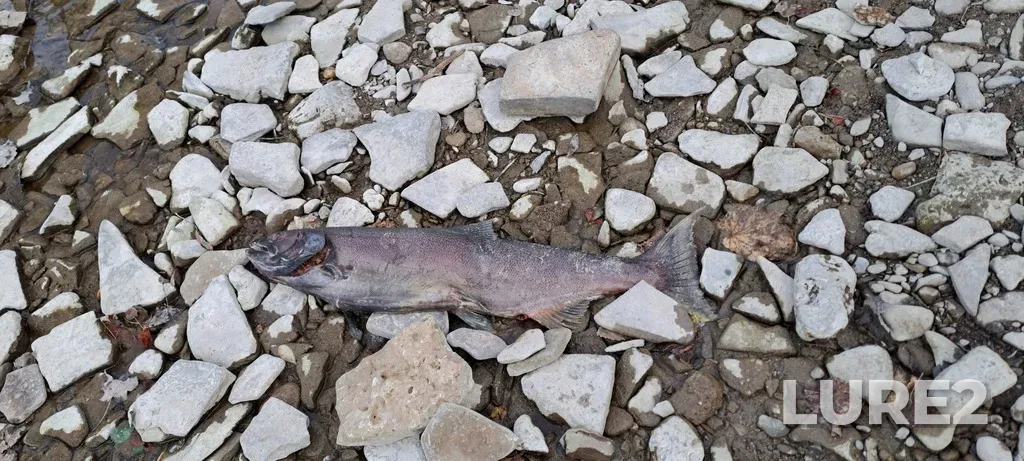Chinook salmon — Credit River, Oct 14, 2024, 6:08 PM