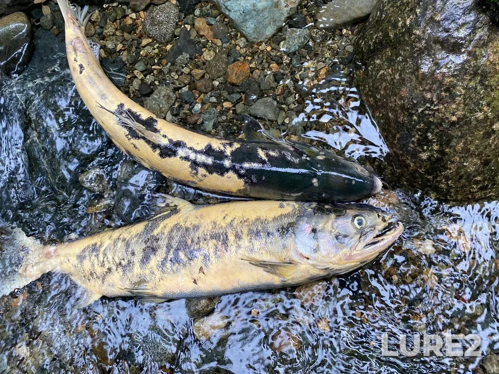 Chum salmon — Lemmens Inlet, Nov 05, 2024, 11:52 AM