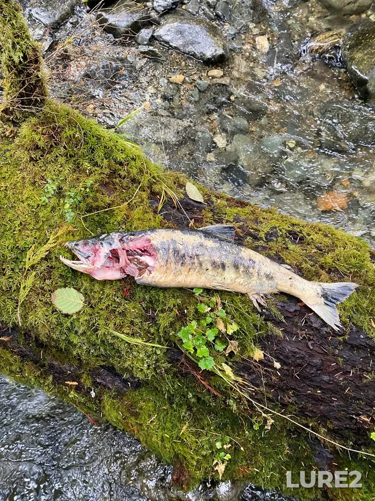 Chum salmon — Lemmens Inlet, Nov 05, 2024, 11:41 AM