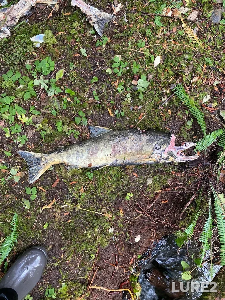 Chum salmon — Lemmens Inlet, Nov 05, 2024, 11:57 AM