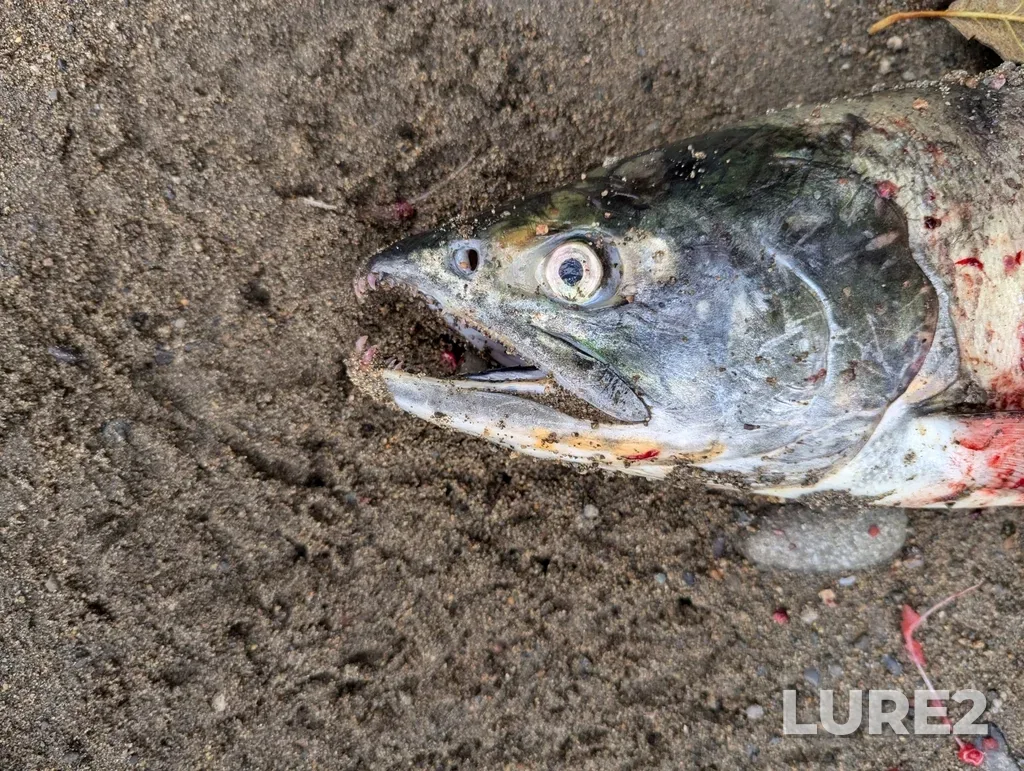 Chum salmon — Englishman River, Nov 07, 2024, 1:07 PM