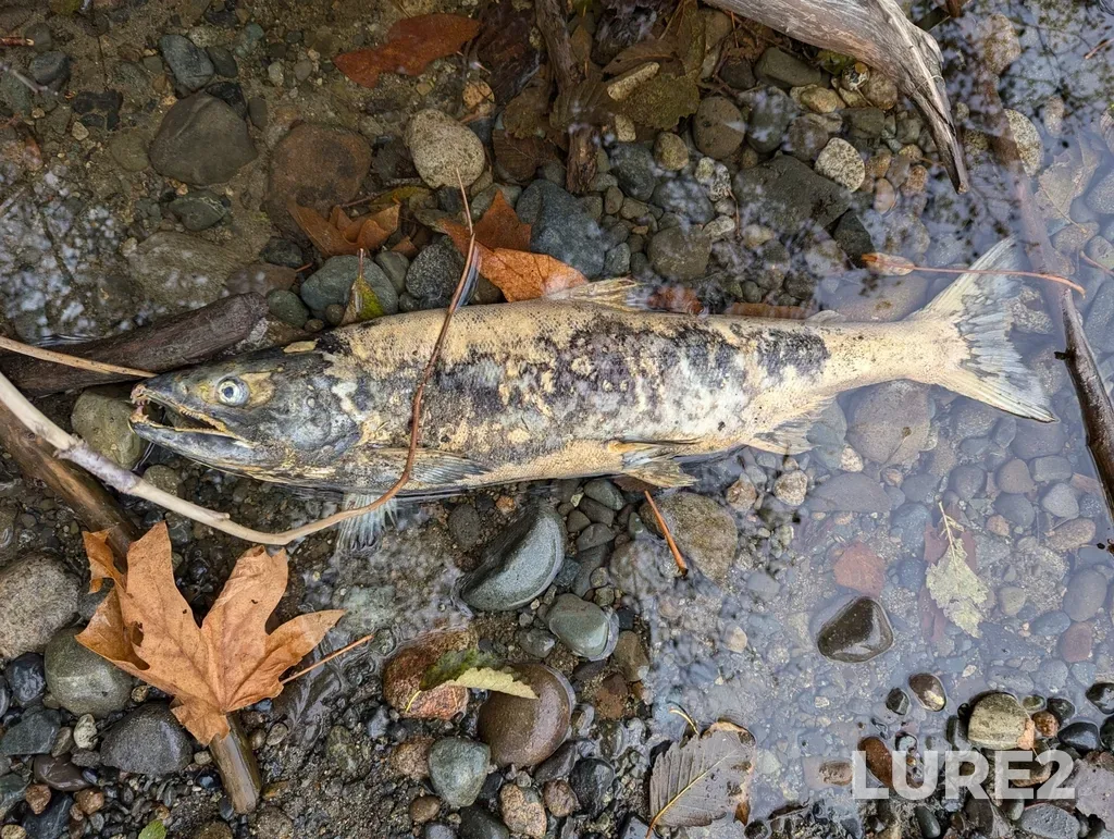 Chum salmon — Englishman River, Nov 07, 2024, 1:07 PM