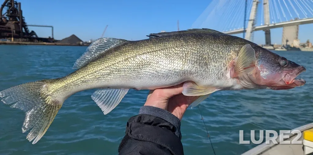 Walleye — Rouge River Old Channel, Nov 08, 2024, 12:23 PM