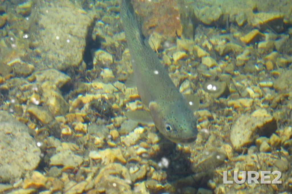 Cutthroat trout — Boom Lake, Aug 28, 2011, 1:07 PM