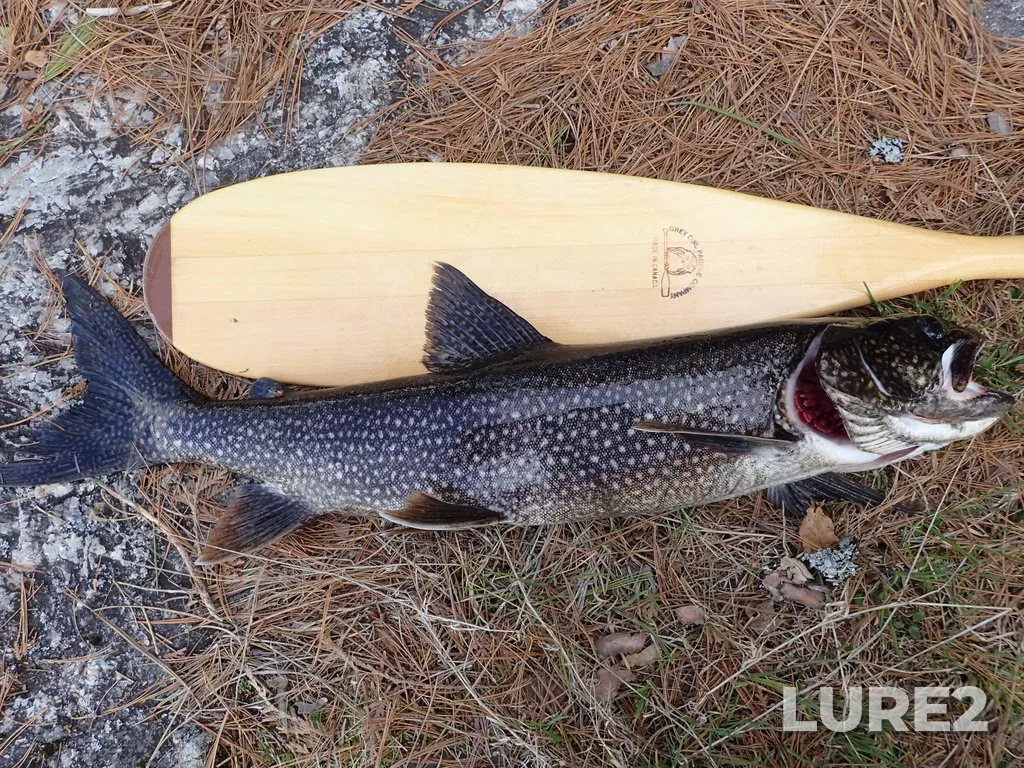 Lake trout — Cirrus Lake, May 12, 2019, 4:59 PM