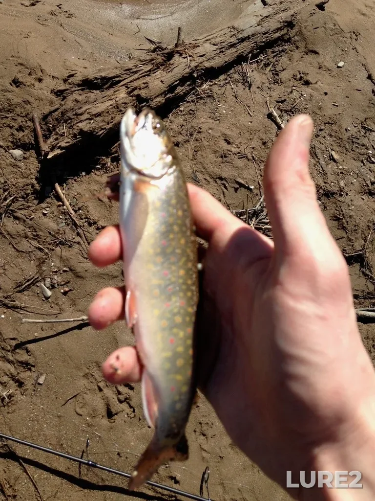 Brook trout — Nerepis River, May 03, 2013, 4:01 PM