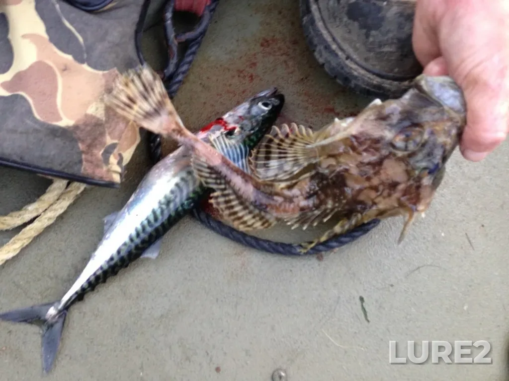 Atlantic mackerel — Dipper Harbour, Aug 25, 2015, 7:58 PM