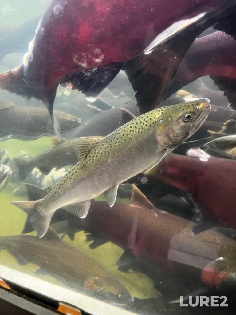 Coho salmon — Puntledge River, Nov 12, 2024, 1:21 PM