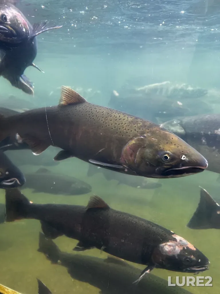 Coho salmon — Puntledge River, Nov 12, 2024, 1:23 PM