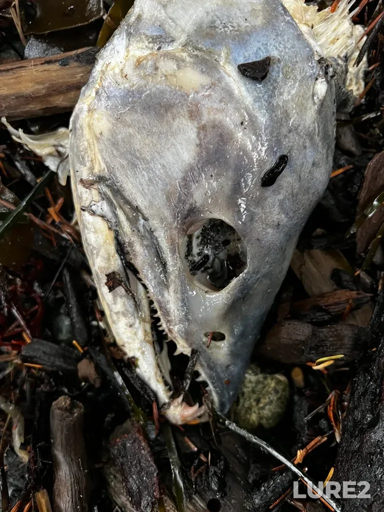 Chum salmon — Jordan River, Nov 13, 2024, 12:13 PM