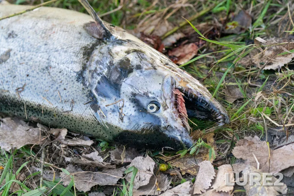 Chinook salmon — Humber River, Sep 29, 2024, 6:26 PM