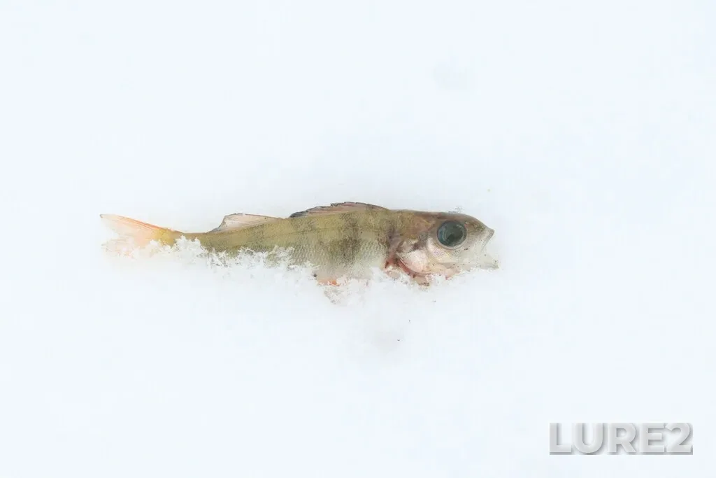 Perch — Cheptsa, Nov 16, 2024, 2:00 PM