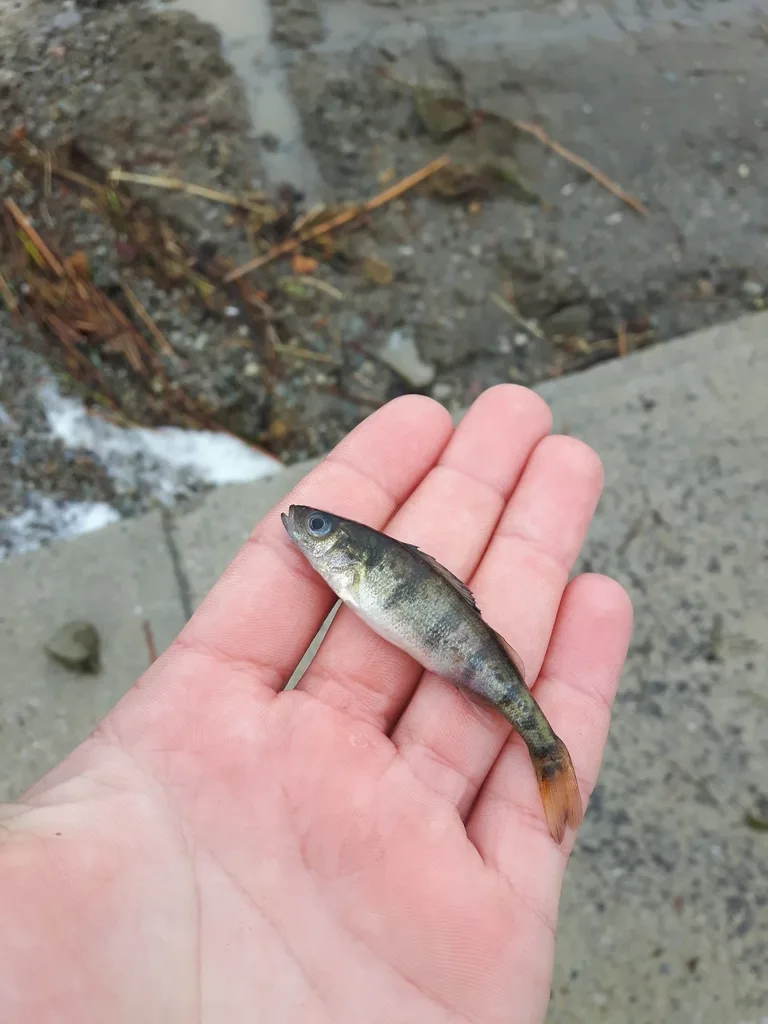 Yellow perch — Lake Huron, May 13, 2019