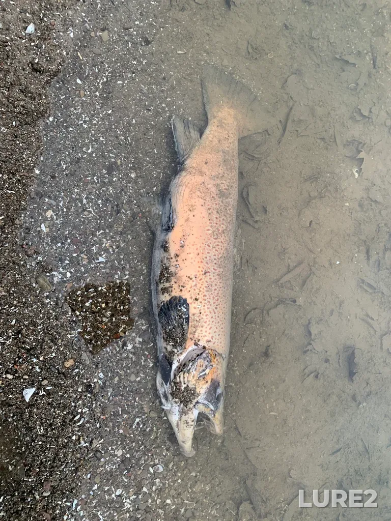 Brown trout — Forty Mile Creek, Nov 16, 2024, 4:30 PM