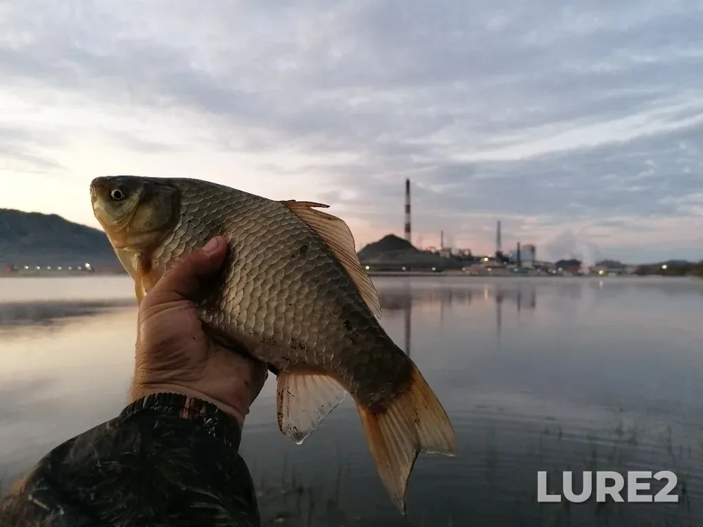 Crucian carp — Karabashskiy, Aug 10, 2019, 7:00 AM