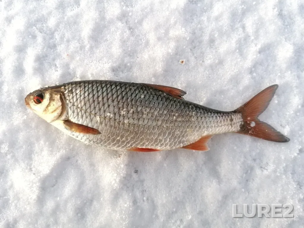 Roach — Sadok, Nov 27, 2024, 8:51 AM