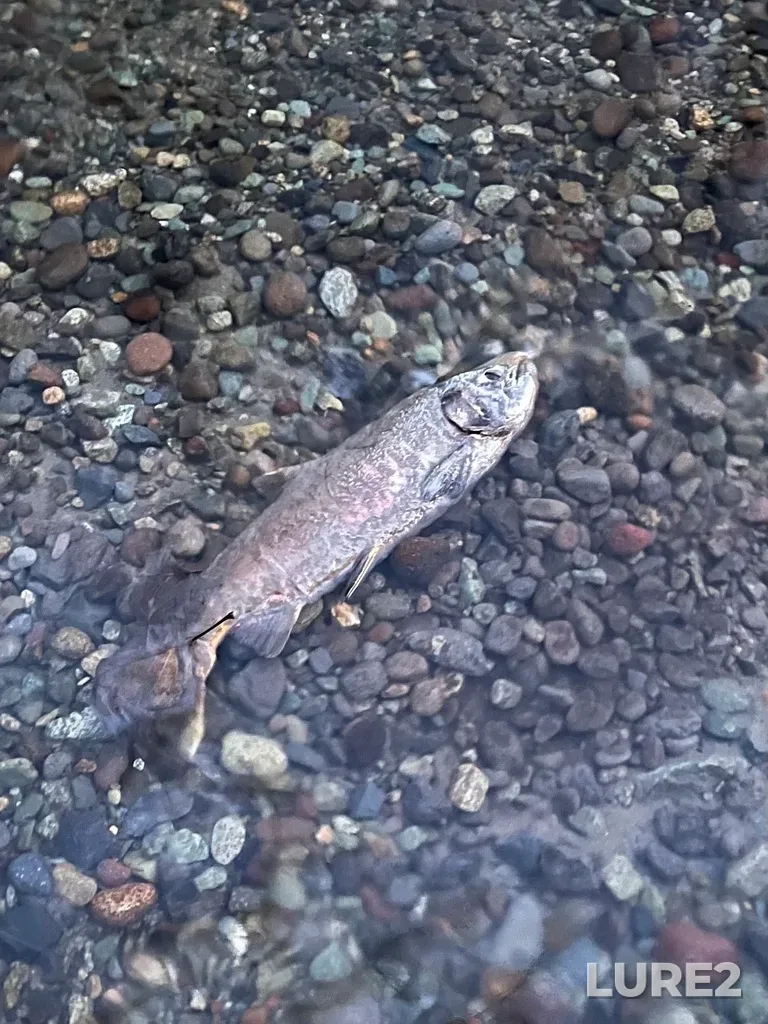 Coho salmon — Mamquam River, Dec 03, 2024, 4:38 PM