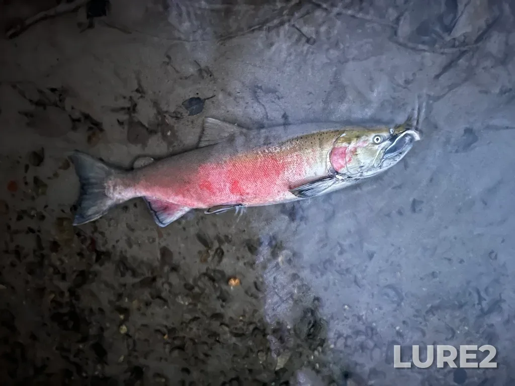 Coho salmon — Mamquam River, Dec 03, 2024, 4:38 PM