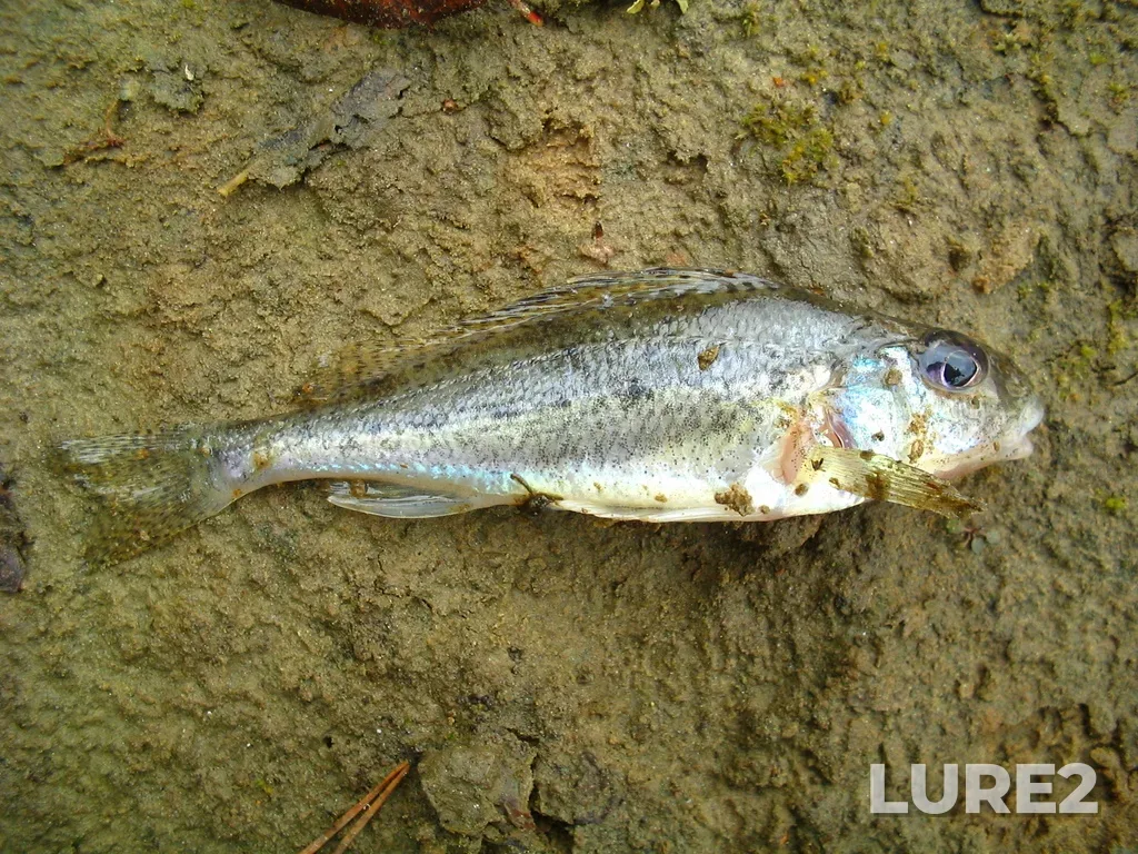 Ruffe — Tara, Sep 26, 2005, 11:09 AM