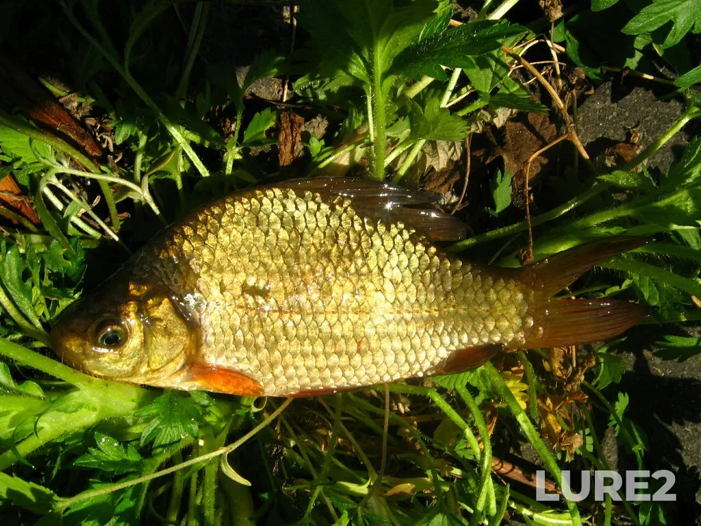 Crucian carp — Staritsa, May 28, 2006, 8:50 AM