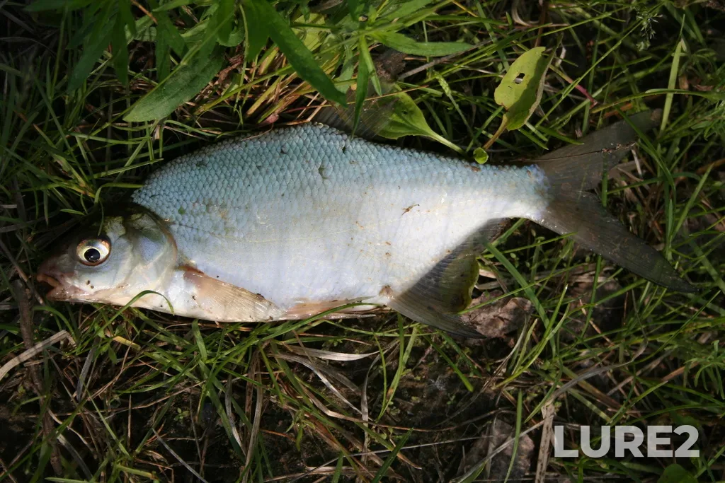 Bream — Tara, Jun 18, 2006, 9:19 AM