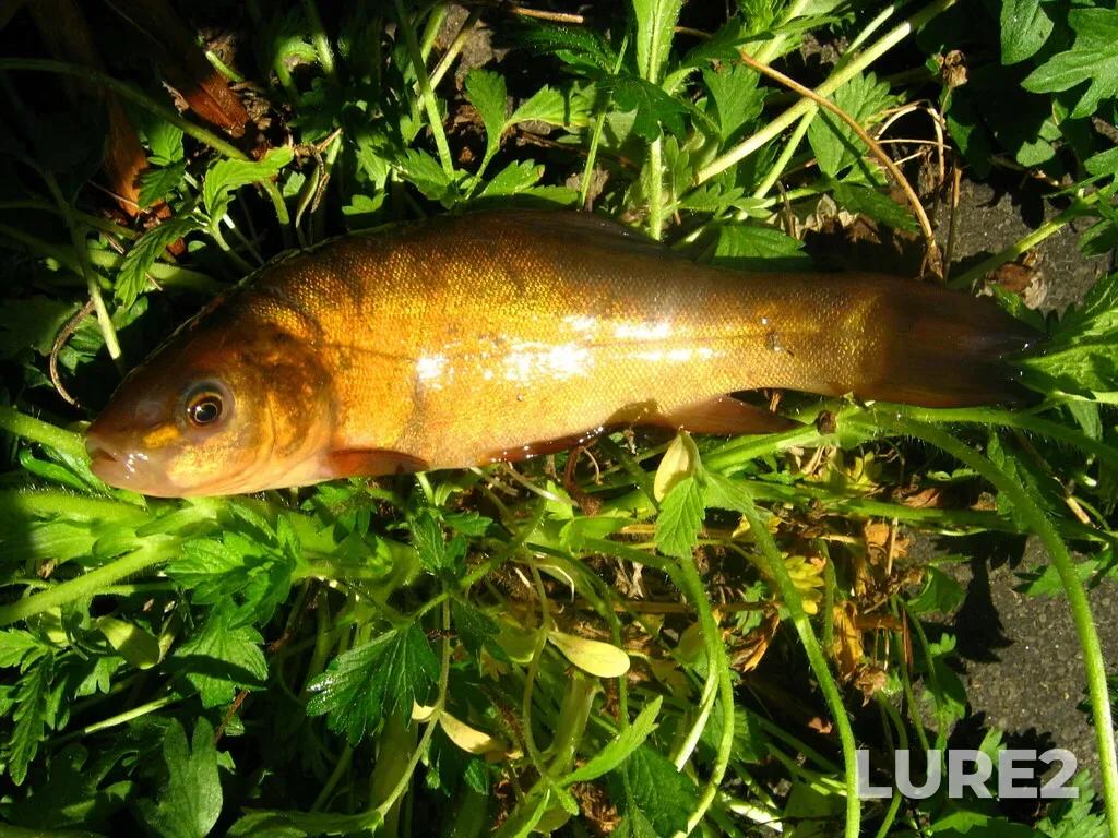 Tench — Berezovka, May 28, 2006, 8:46 AM
