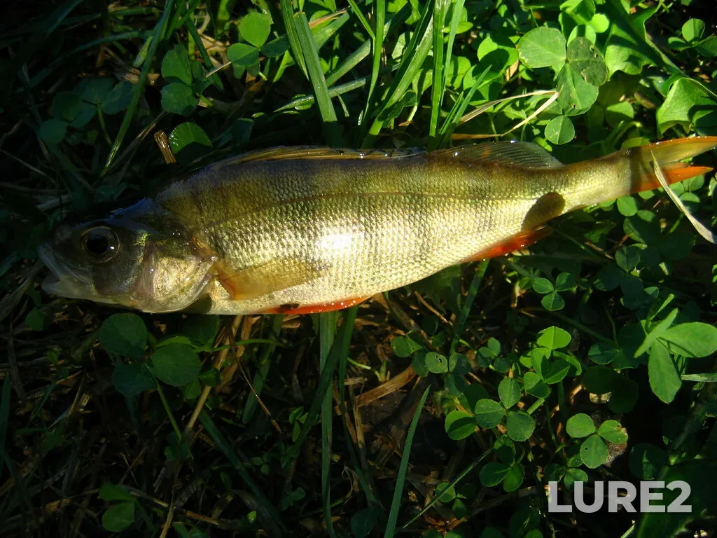 Perch — Berezovka, May 28, 2006, 8:48 AM