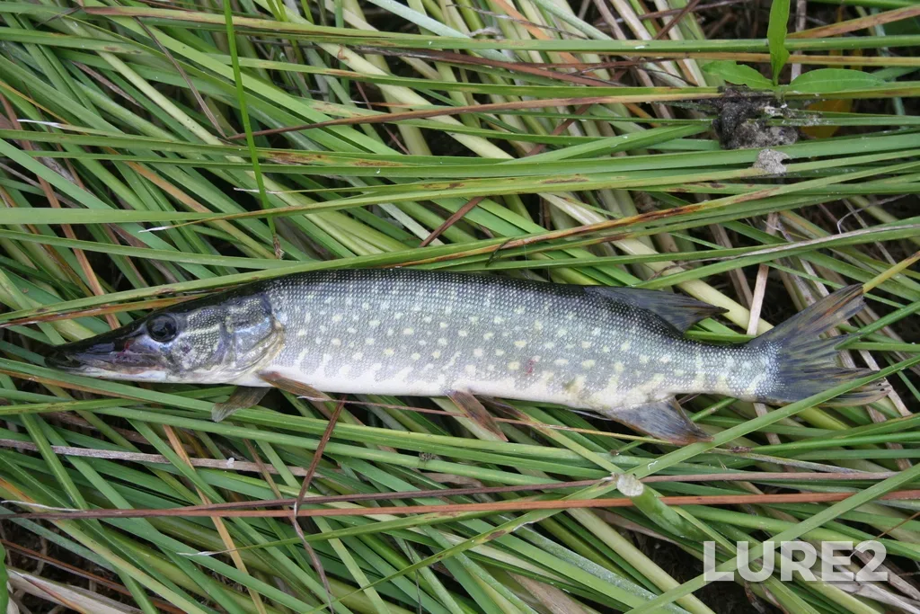 Pike — Berezovka, Aug 02, 2006, 6:13 PM