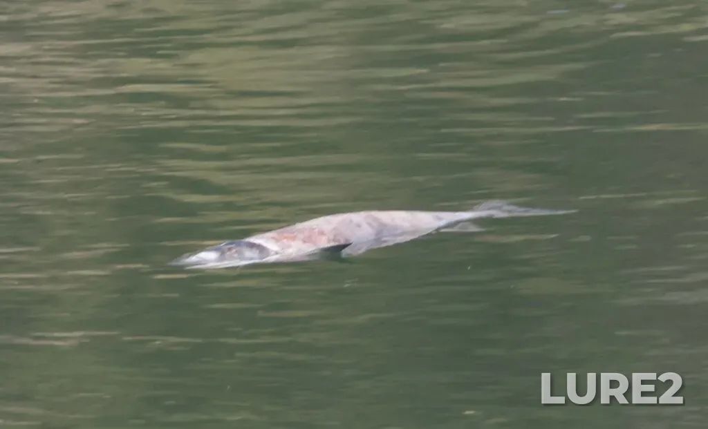 Sockeye salmon — Vaseux Lake, Aug 30, 2024, 11:19 AM