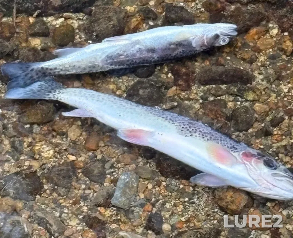 Cutthroat trout — Pitt River, Dec 05, 2024, 11:24 AM