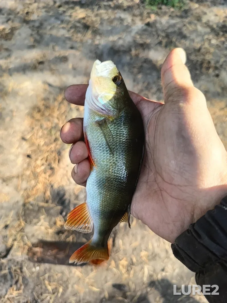 Perch — Neyva, Sep 18, 2024, 3:30 PM