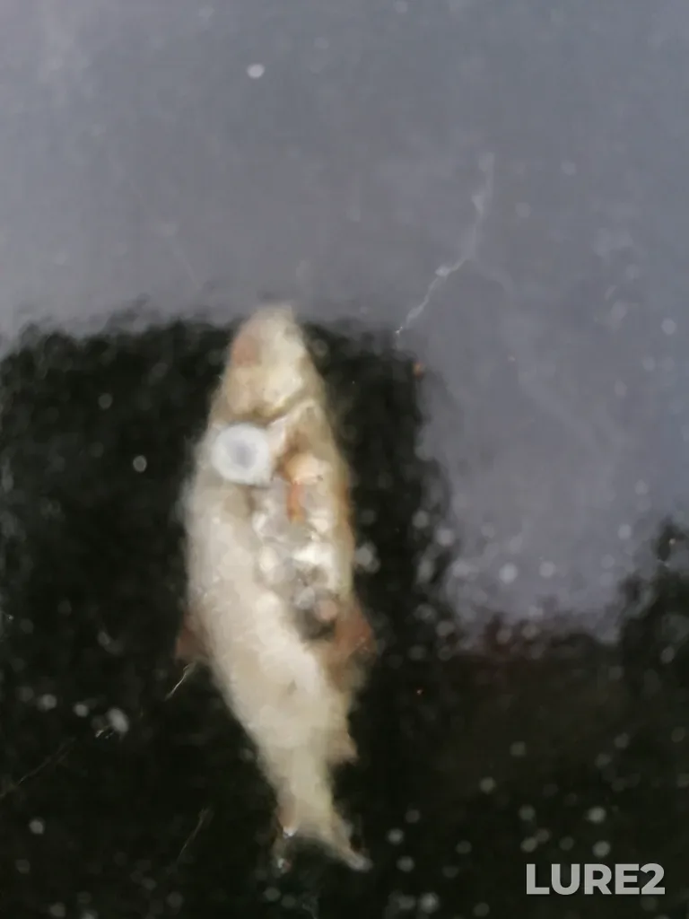 Roach — Argazinskoye, Dec 11, 2024, 1:33 PM