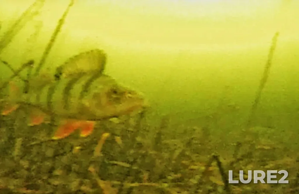 Perch — Argazinskoye, Dec 11, 2024, 7:02 PM