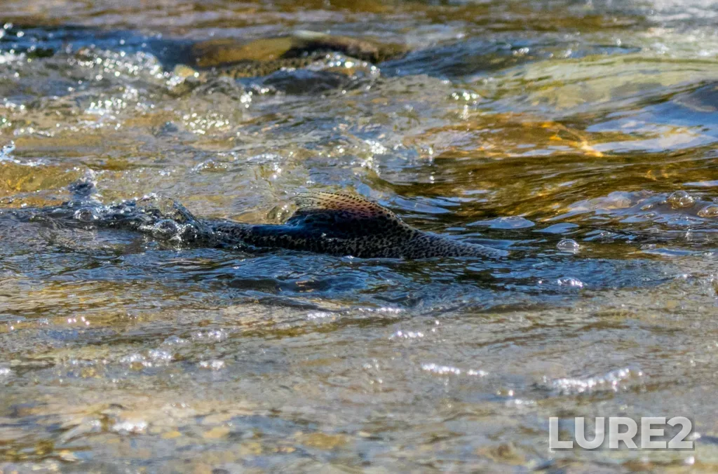 Chinook salmon — Humber River, Oct 12, 2024, 2:14 PM