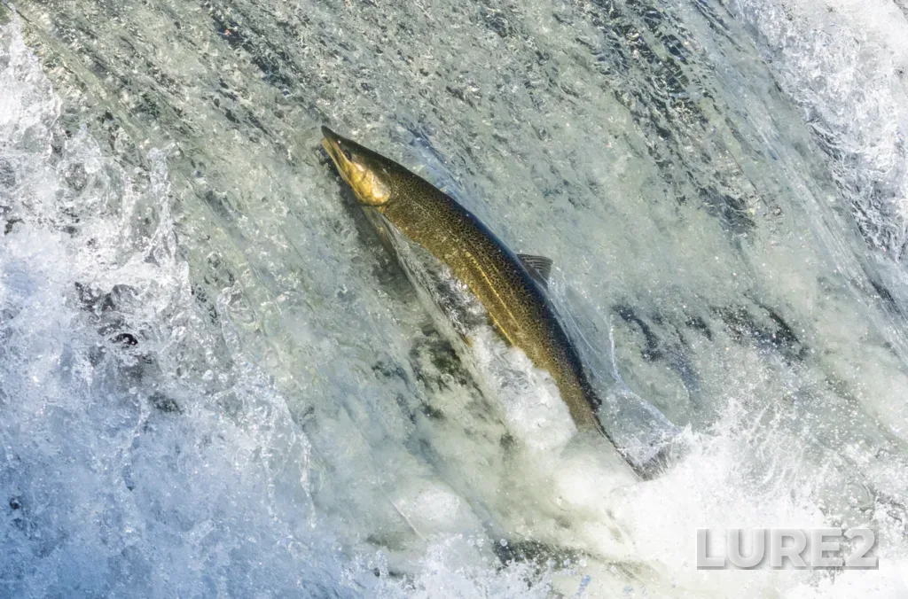 Chinook salmon — Humber River, Oct 12, 2024, 12:47 PM