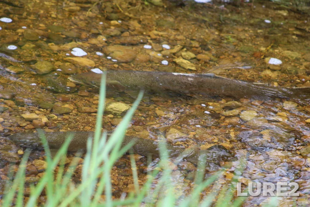 Rainbow trout — Lake Huron, May 18, 2019
